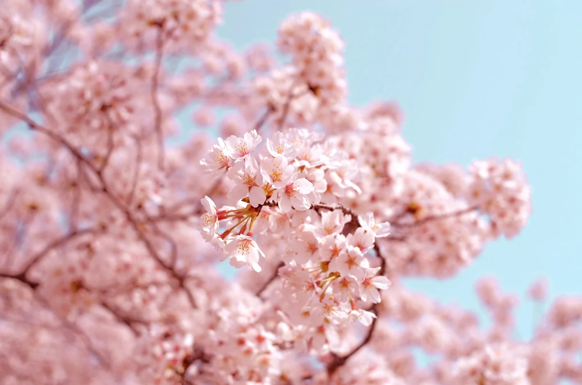 Hanami: Giving an Editorial Website Room to Breathe